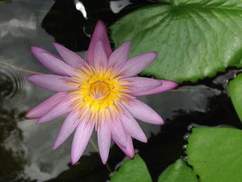 High angle view of flower in pond