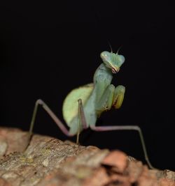 Close-up of insect