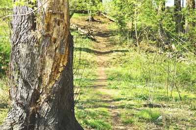 Trees on field