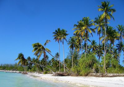 Palm trees on beach against clear blue sky