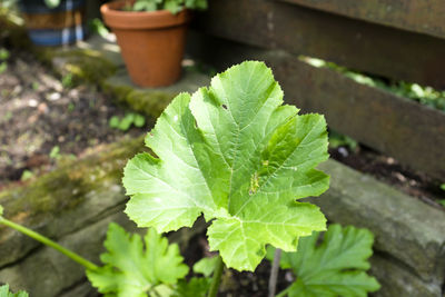 High angle view of plant growing on field