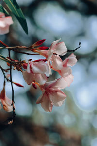 Close-up of cherry blossom