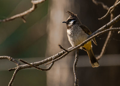 Close-up of bird perching on branch