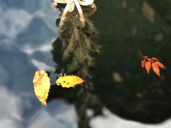 Close-up of insect on flowers