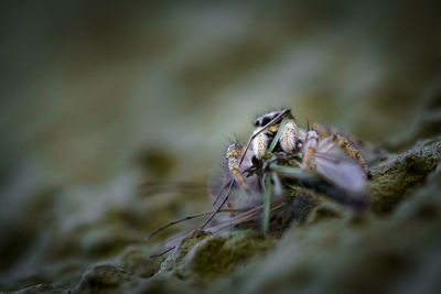 Close-up of spider eating prey 