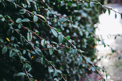 Close-up of leaves on tree