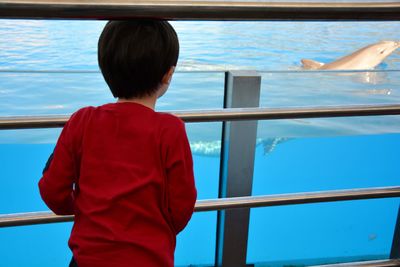 Rear view of boy looking at dolphins at aquarium