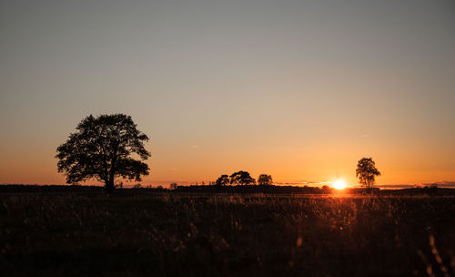 Silhouette trees on field against sky during sunset