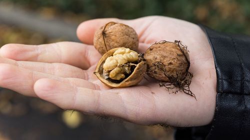 Cropped hand of man holding walnuts