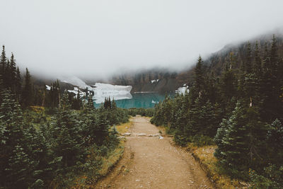 Trees in foggy weather