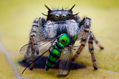 Close-up of spider