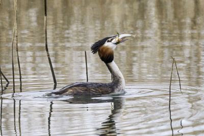 Duck swimming in lake