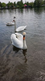 Swan floating on lake