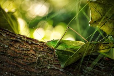 Close-up of leaves on tree