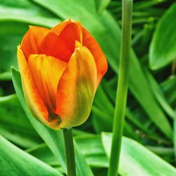 Close-up of yellow flower