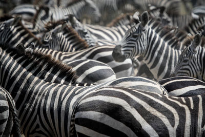 Close-up of zebra