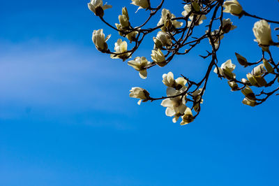 Low angle view of flowering plants against blue sky