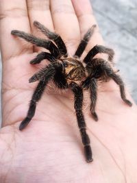 Cropped hand of person holding tarantula