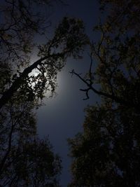 Low angle view of trees against sky