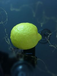 Close-up of yellow fruit in water