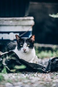 Portrait of cat relaxing outdoors