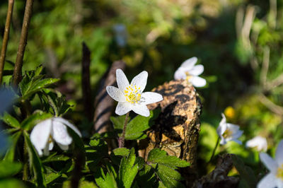 Close-up of white flowering plant