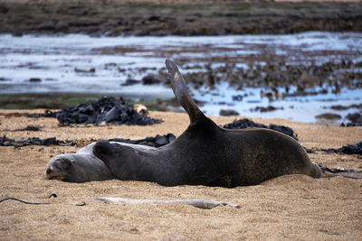 Seals relaxing on sand