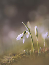 Close-up of white crocus flower on field