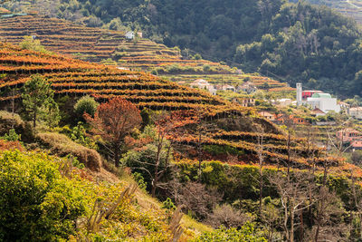 High angle view of vineyard against trees