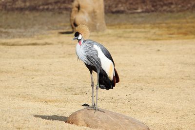 Bird on field