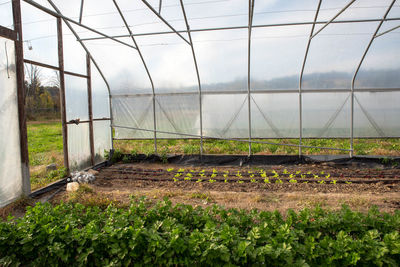 Sunny greenhouse garden interior with irrigation and green plants