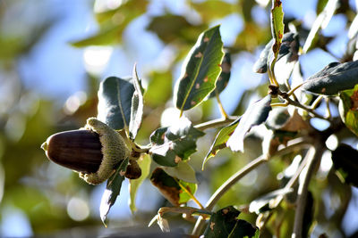 Close-up of leaves on tree