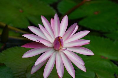 Close-up of pink flower