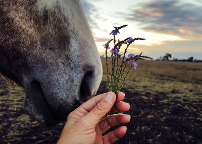 Close-up of hand holding butterfly on field