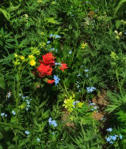 Red flowers blooming in spring