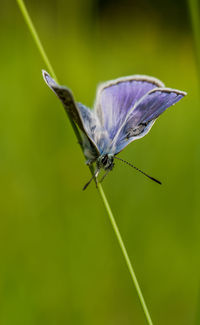 Close-up of butterfly on purple flower