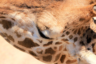 Cropped image of giraffe