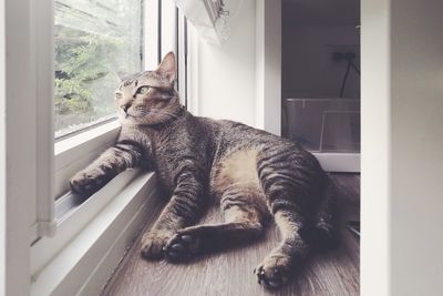 Cat resting on window sill at home