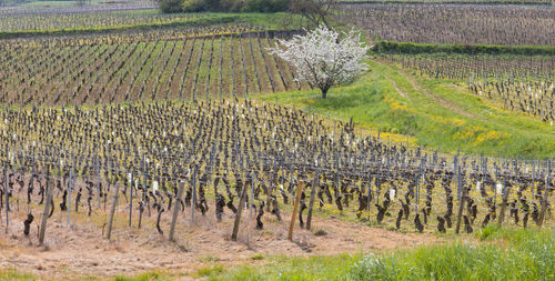 agriculture
