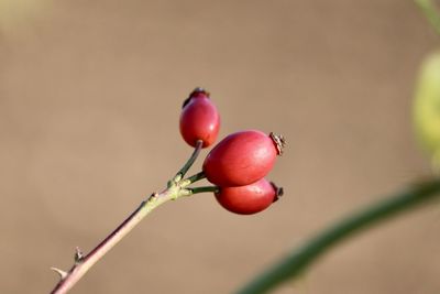 Close-up of red berries growing on plant