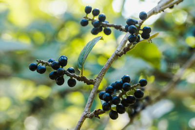 Close-up of berries growing on tree