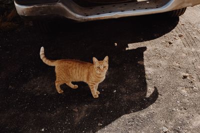 High angle view of a cat