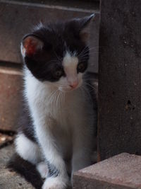 Close-up of cat