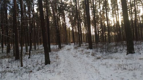 Trees in forest during winter