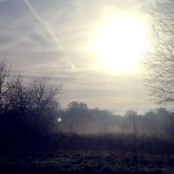 Sun shining through trees