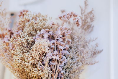 Close-up of flowers against blurred background