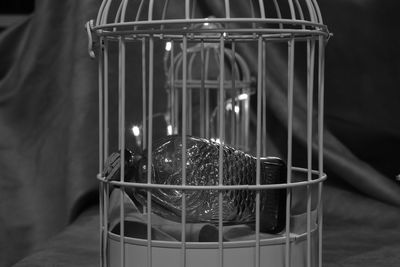 Close-up of snake in cage