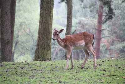 Deer standing in forest