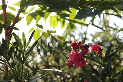 Low angle view of red flowering plants