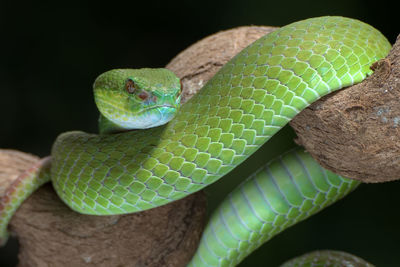 Close-up of green lizard